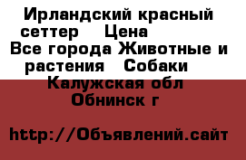 Ирландский красный сеттер. › Цена ­ 30 000 - Все города Животные и растения » Собаки   . Калужская обл.,Обнинск г.